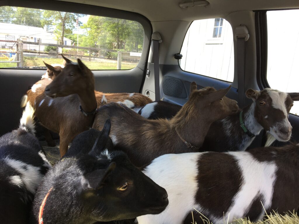 Six Nigerian Dwarf goats in the back of a minivan.  The goats are looking around with interest. 